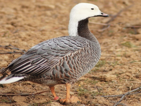 Emperor Goose